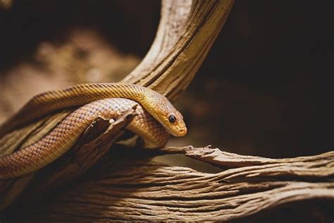 milhar da cobra que mais saem no jogo do bicho - milhar da cobra do bicho